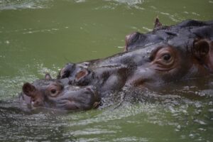Hippo point